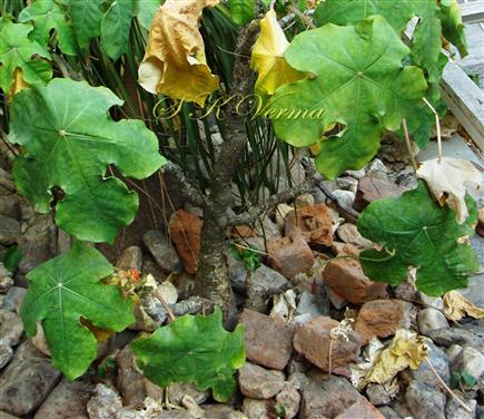  Plant